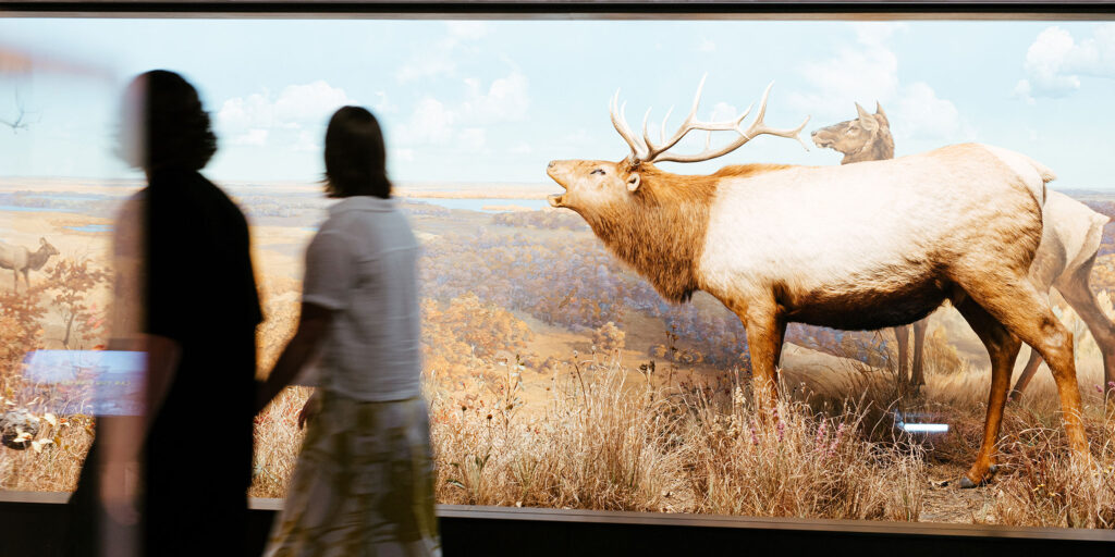 Two adults walking past the elk diorama.